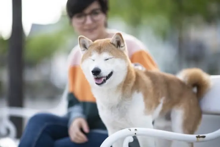 Shiba Inu Sat On A Bench