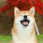 Shiba Inu Smiling