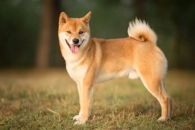 Shiba Inu Walking