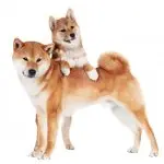 Shiba Inus