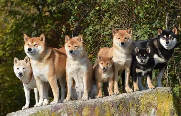 Shiba Inus