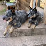 Two Australian Cattle Dogs