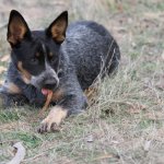 Young Australian Cattle Dog