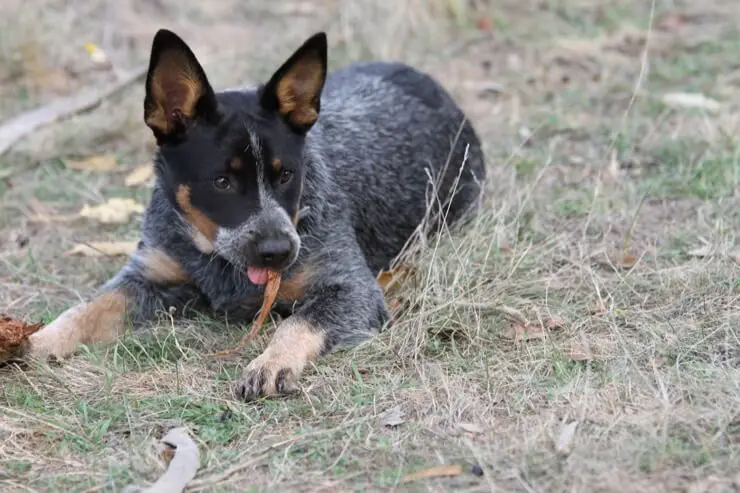 Young Australian Cattle Dog