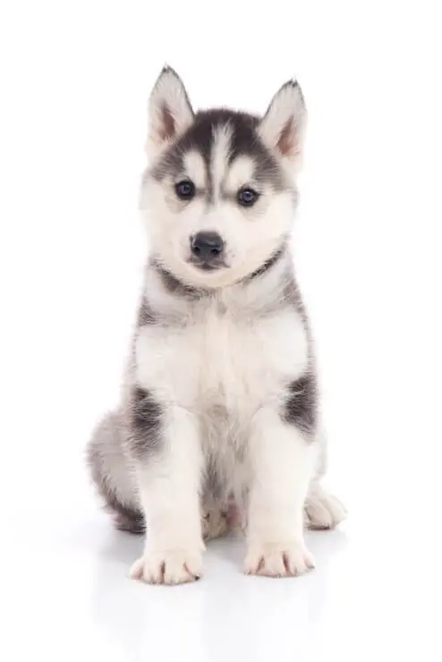 A Siberian Husky Close Up