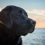 Black Lab