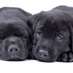 Black Lab Puppies