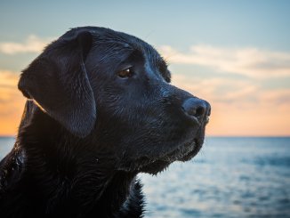 Black Lab The Best Labrador Retriever? Cover