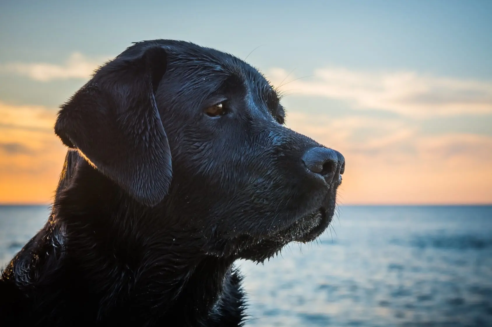 labrador lab metronidazole retriever dog dogs sunset sitting wet head sea liquid labradors antibiotics poland canine while close cats breeds