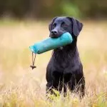 Black Labrador