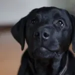 Black Labrador Retriever