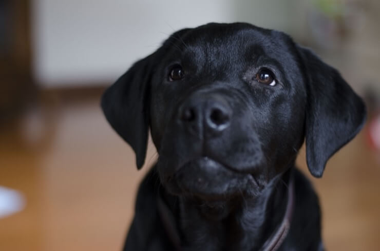 jet black labrador