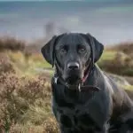 Black Retriever