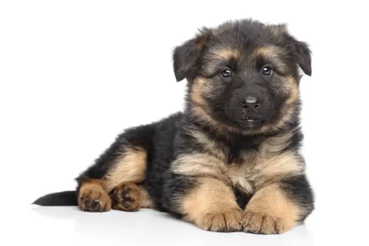 german shepherd ka rate