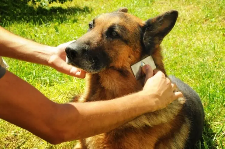 Grooming Costs For A German Shepherd