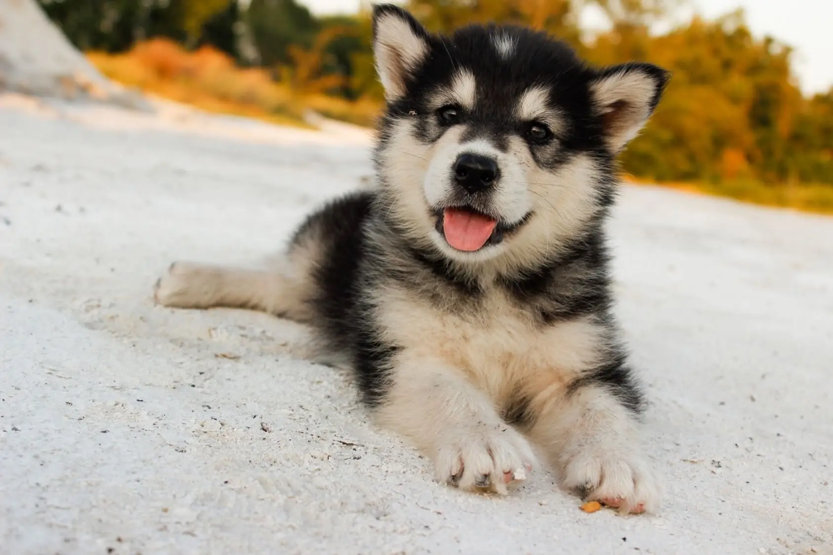 siberian husky baby price