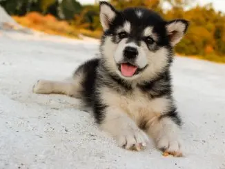 How Much Do Siberian Huskies Cost? The Ultimate Buyer’s Guide Cover