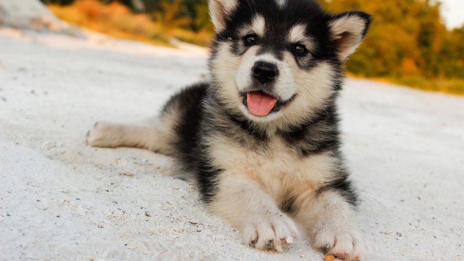 How Much Do Siberian Huskies Cost? The Ultimate Buyer’s Guide Cover