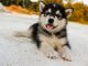 How Much Do Siberian Huskies Cost? The Ultimate Buyer’s Guide Cover