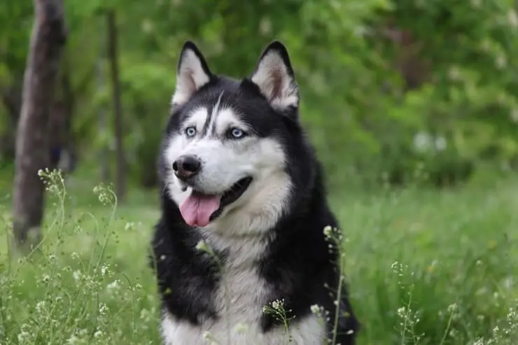 How Much Do Siberian Huskies Cost