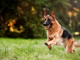 How Much Does A German Shepherd Cost? Ultimate Buyer’s Guide Cover