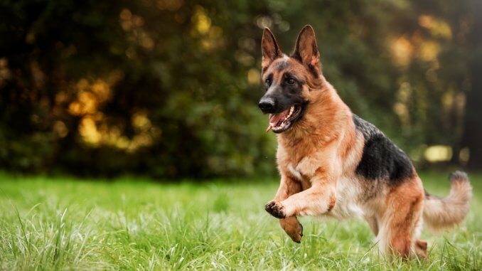 How Much Does A German Shepherd Cost? Ultimate Buyer’s Guide Cover