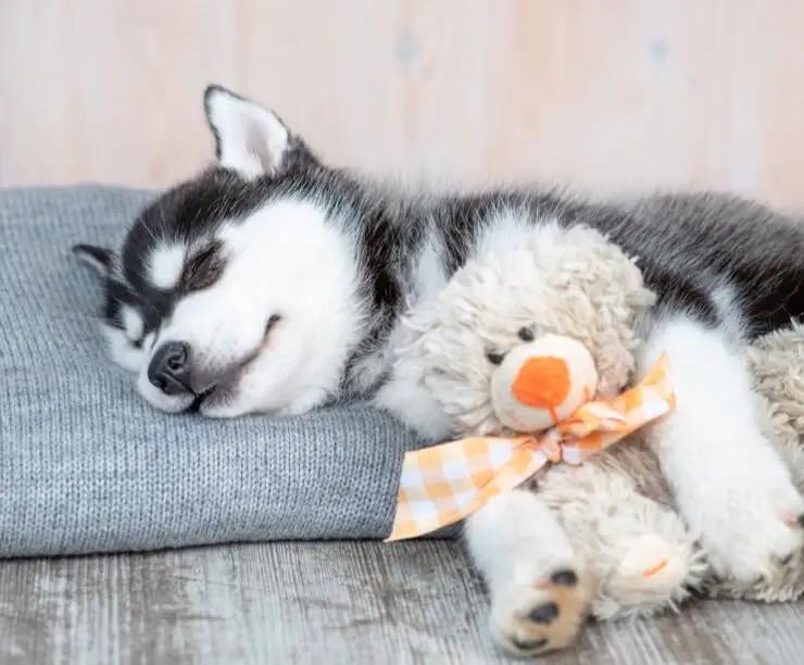 Siberian Husky Puppy