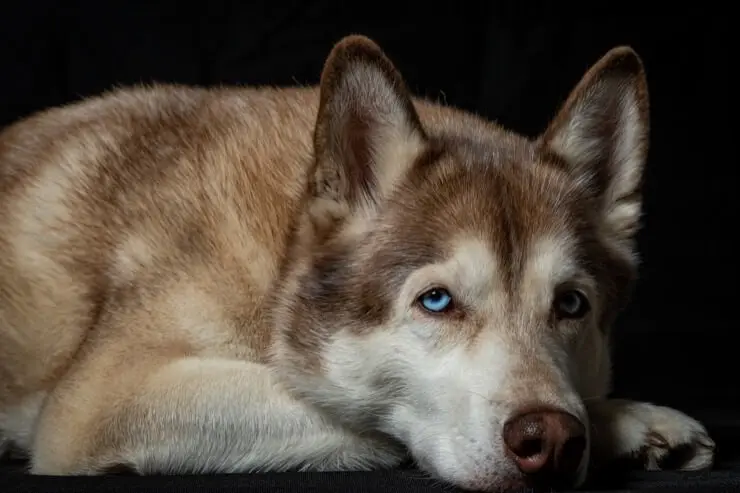 Siberian Husky