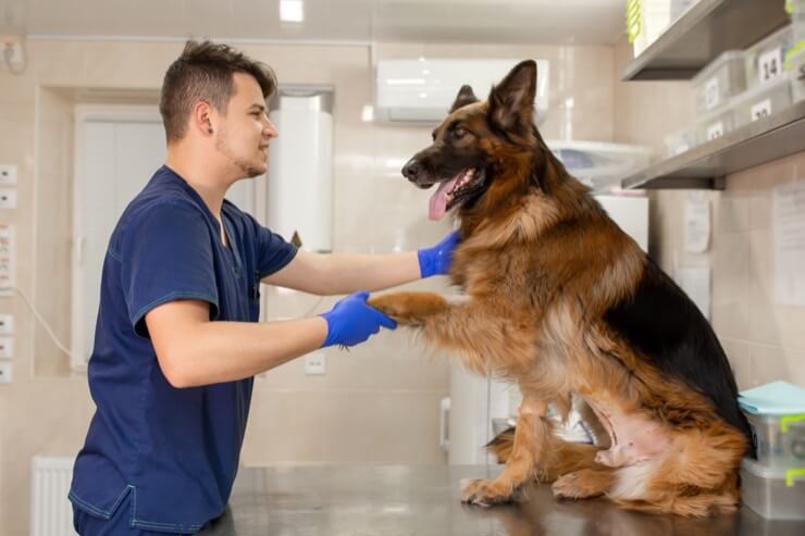 Vet Bills For German Shepherd