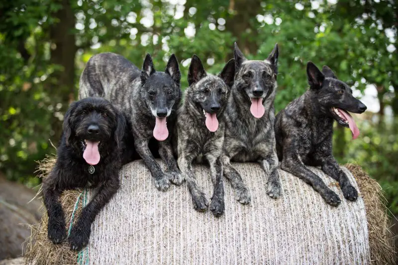 dutch shepherd