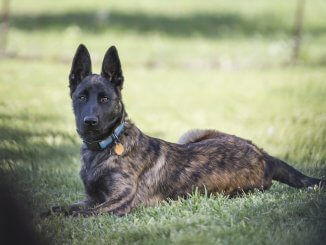 dutch shepherd