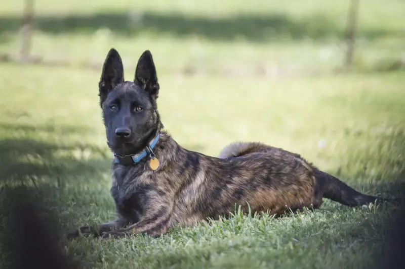 gold brindle dutch shepherd