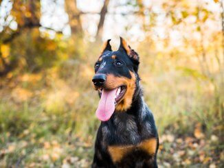 beauceron