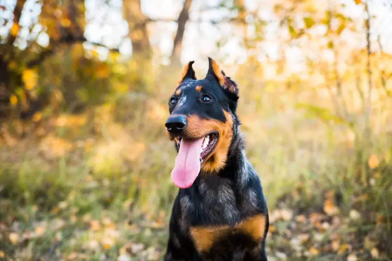 beauceron cost