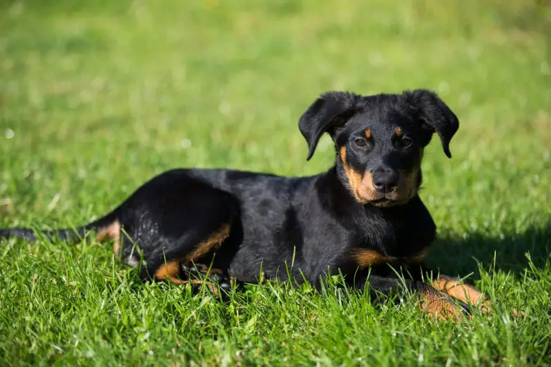 Beauceron