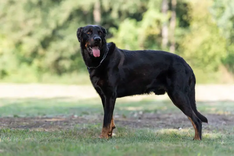 Beauceron