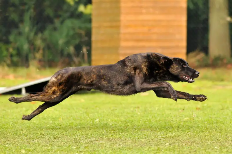 dutch shepherd