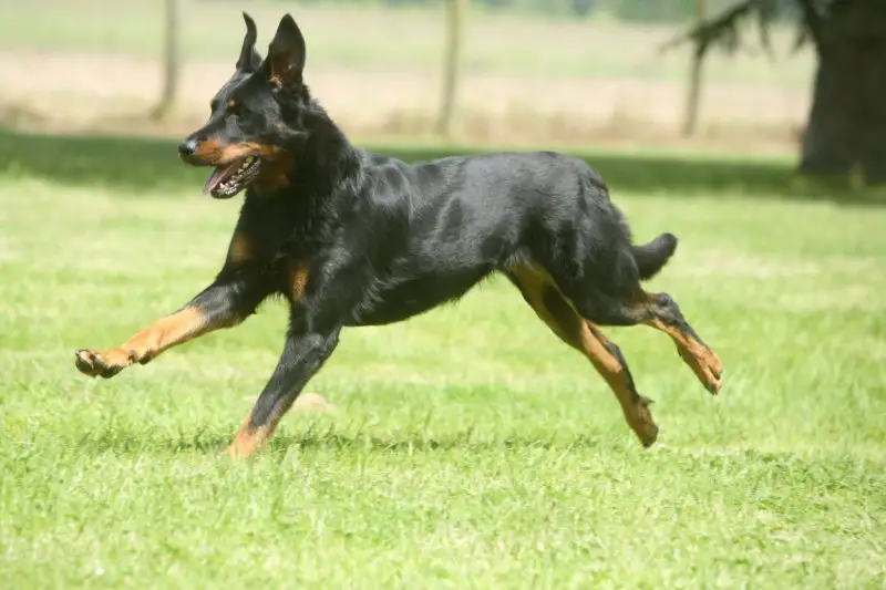 Beauceron