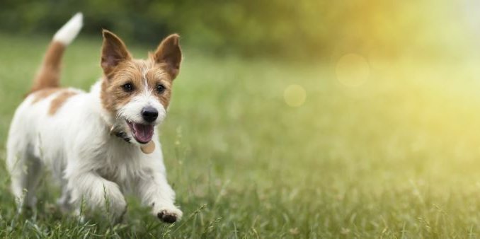 How To Choose The Right Dog Food For Your Furry Friend