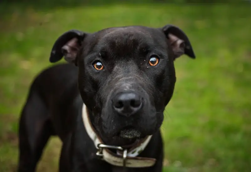 A black pit bull terrier on the meadow