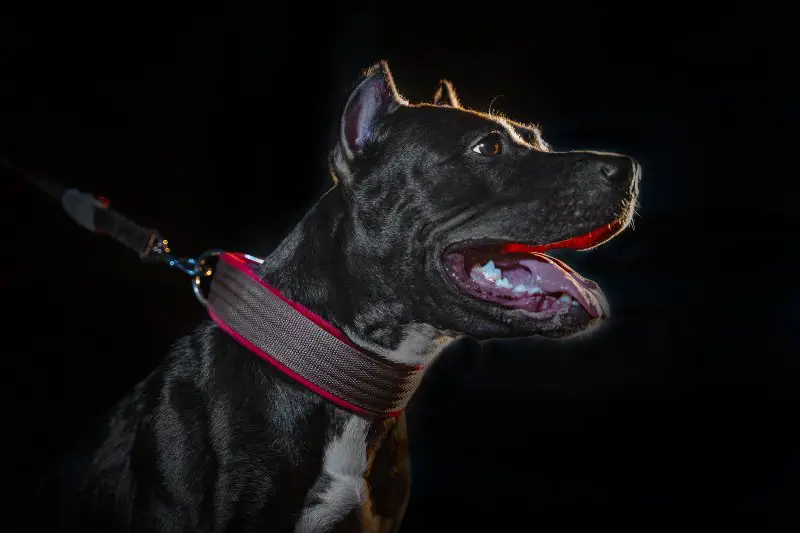 Closeup portrait of beautiful black pitbull dog on black background