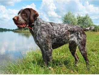 German Wirehaired Pointer