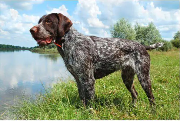 German Wirehaired Pointer