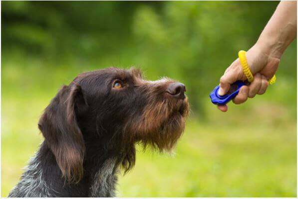 German Wirehaired Pointer