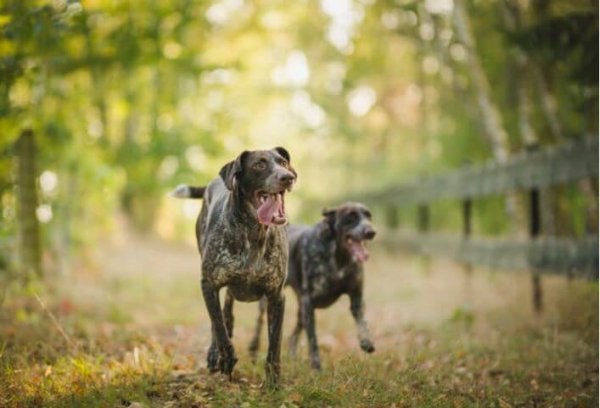 German Wirehaired Pointer