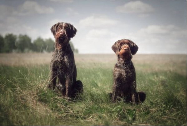 German Wirehaired Pointer