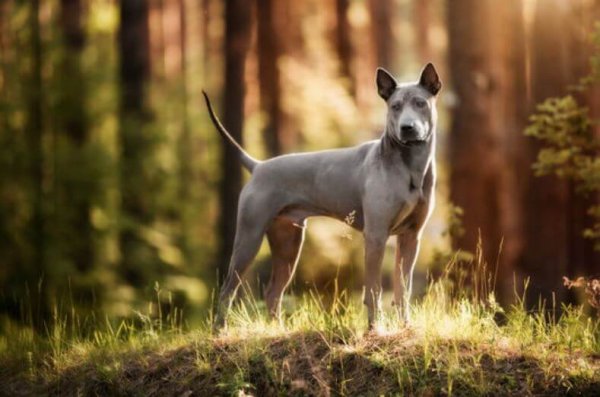 thai ridgeback