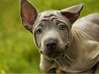 thai ridgeback