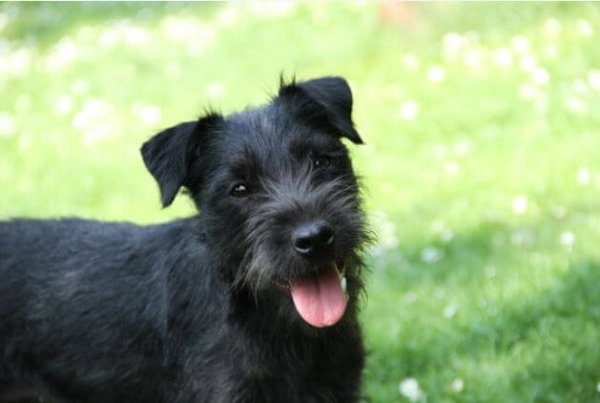 patterdale terrier