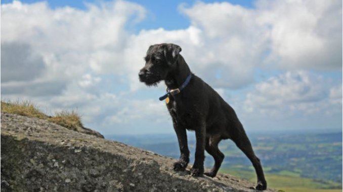 patterdale terrier